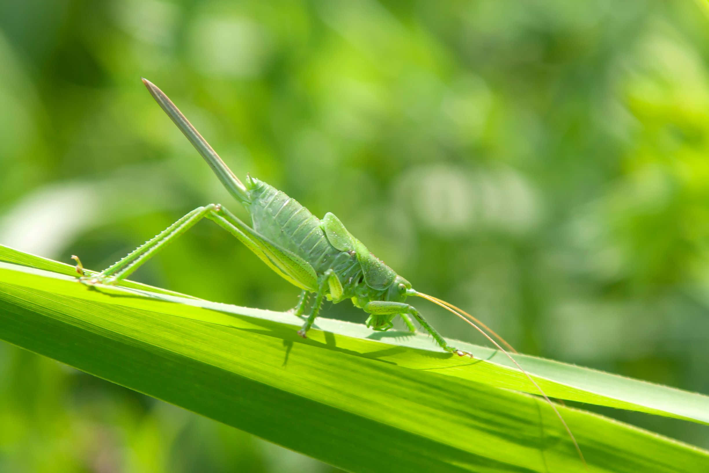 Grasshopper 桌布 壁紙 — 一隻充滿活力的綠色蚱蜢輕輕地停在一根陽光照耀的草葉上，背景是柔和模糊的綠色。