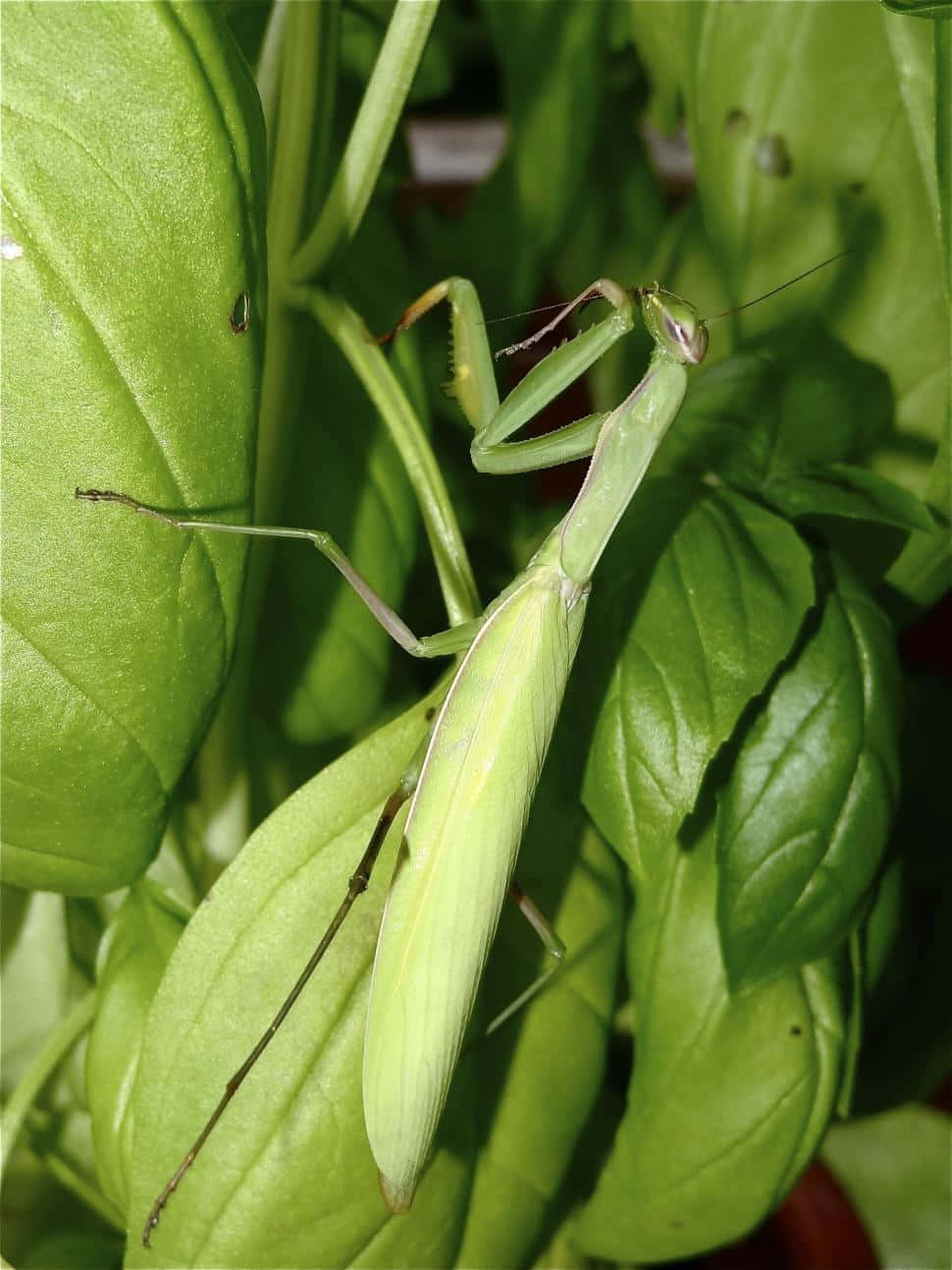 Grasshopper 桌布 壁紙 — 一隻充滿活力的綠色螳螂在陽光普照的花園場景中，優雅地棲息在茂盛的羅勒葉上。