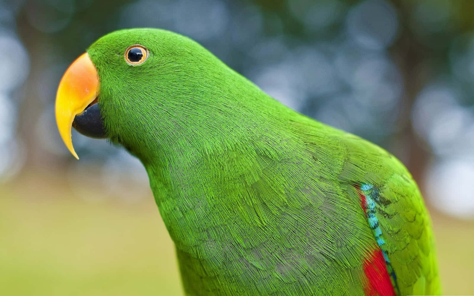 Beautiful Birds 桌布 壁紙 — 一隻充滿活力的綠色鸚鵡，有著黃色的喙和紅藍色的翅膀點綴，在柔和模糊的自然背景下專注地凝視。