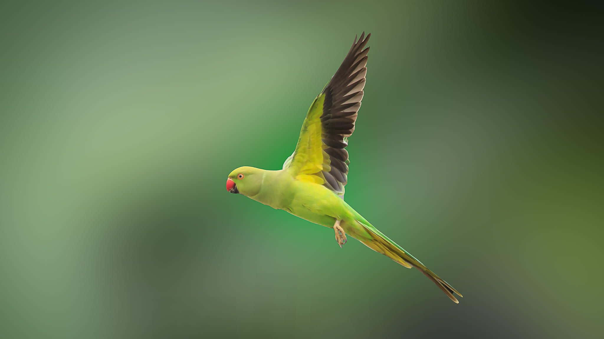parrot 桌布 壁紙 — 一隻充滿活力的綠色鸚鵡展開翅膀，在柔和模糊的綠色背景下優雅翱翔。