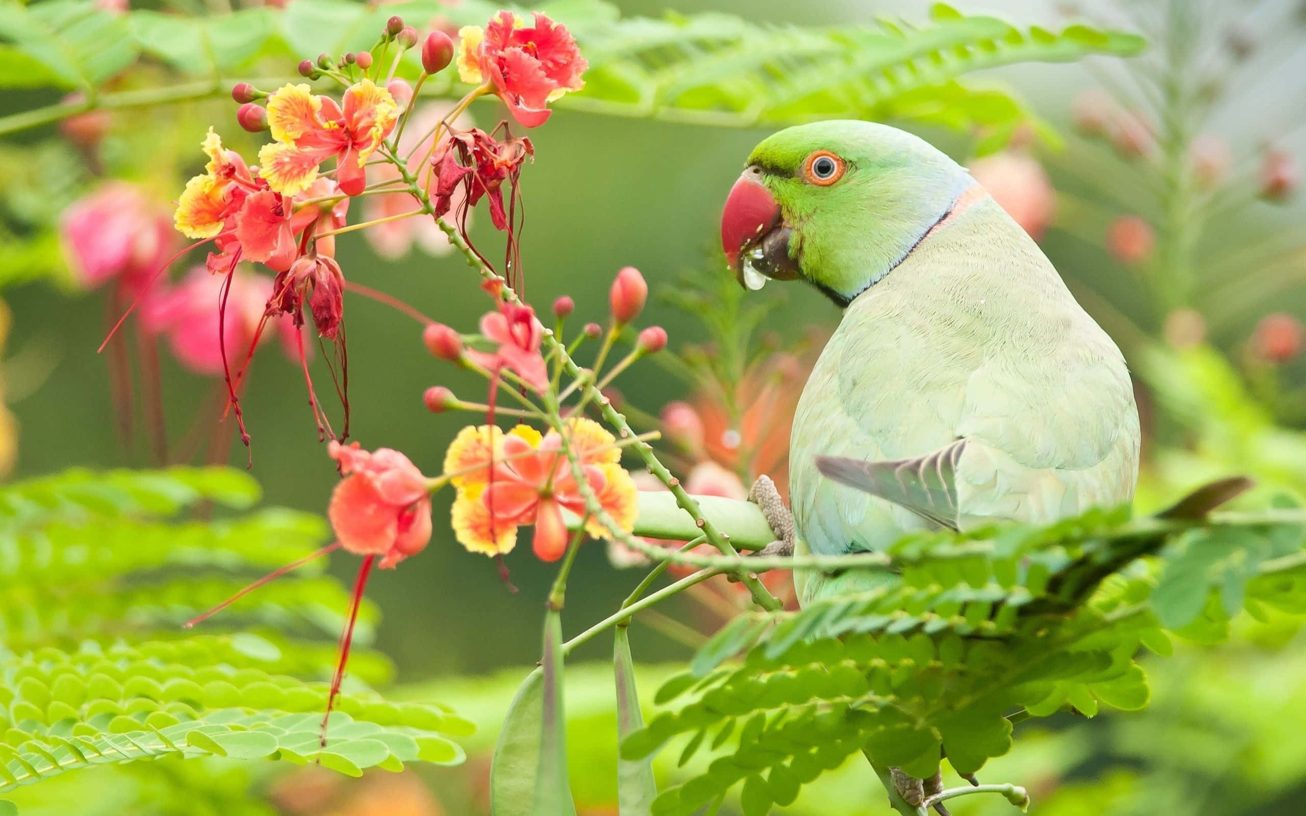 parrot 桌布 壁紙 — 一隻充滿活力的綠色鸚鵡棲息在枝頭上，周圍是茂密花園中鮮豔的紅色和黃色花朵。