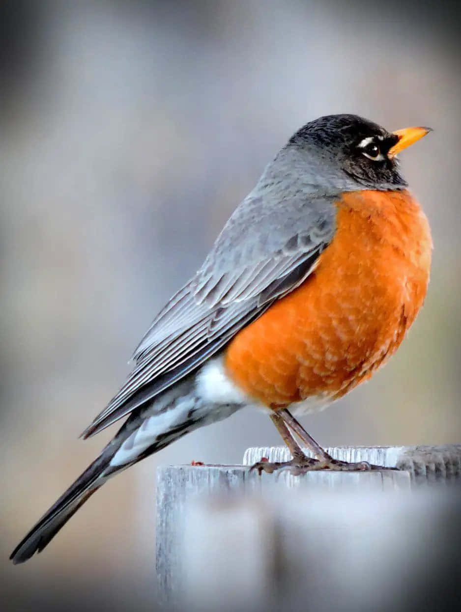 robin 桌布 壁紙 — 一隻充滿活力的美洲知更鳥棲息在風化的木柱上，背景柔和模糊。