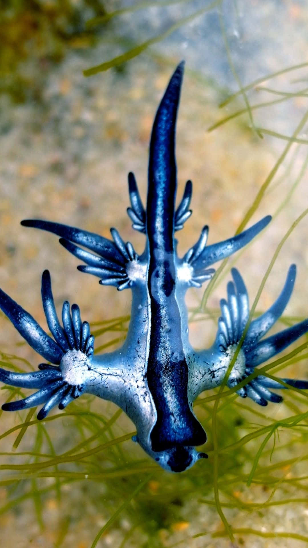 Blue Dragon 桌布 壁紙 — 一隻充滿活力的藍色海蛞蝓，帶有精緻的翼狀附肢，在陽光照耀的綠色海藻中優雅地滑行。