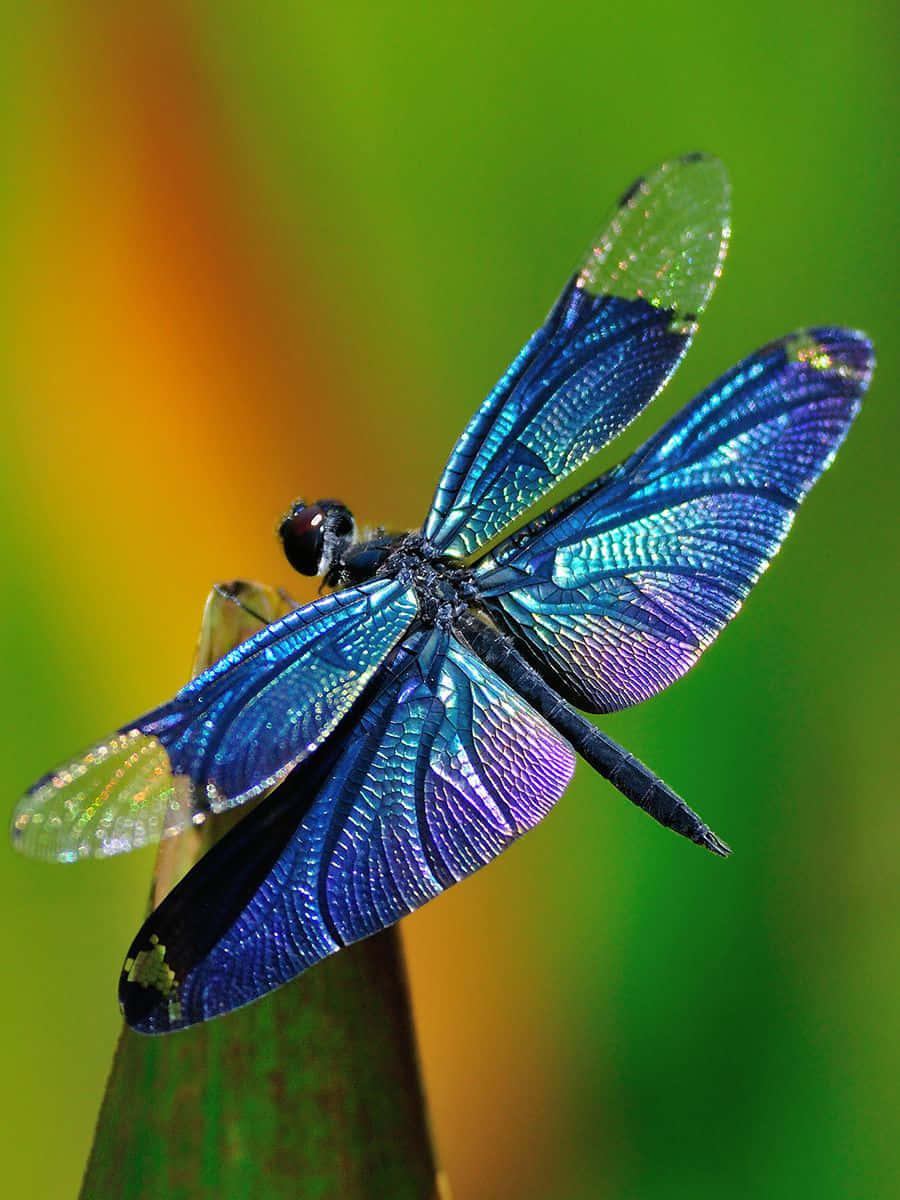 Blue Dragonfly 桌布 壁紙 — 一隻充滿活力的藍色蜻蜓，帶有彩虹色翅膀，輕輕停在一根綠色莖上，背景是柔和的模糊綠色和橙色色調。