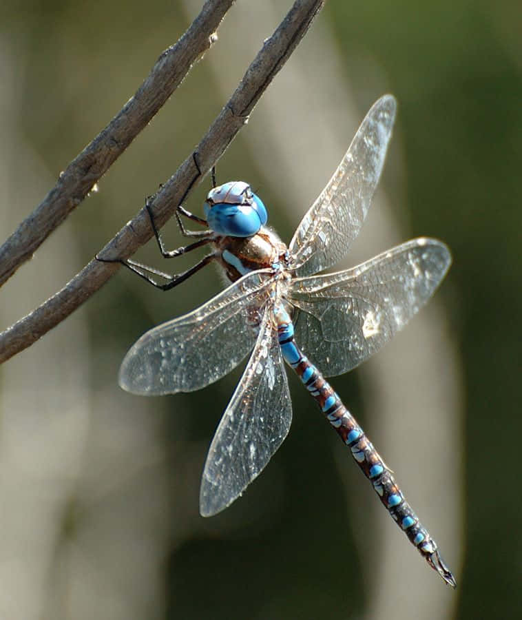 Blue Dragonfly 桌布 壁紙 — 一隻充滿活力的藍色蜻蜓，擁有精緻的翅膀，輕柔地停在一根陽光照耀的樹枝上，背景是柔和模糊的綠色。