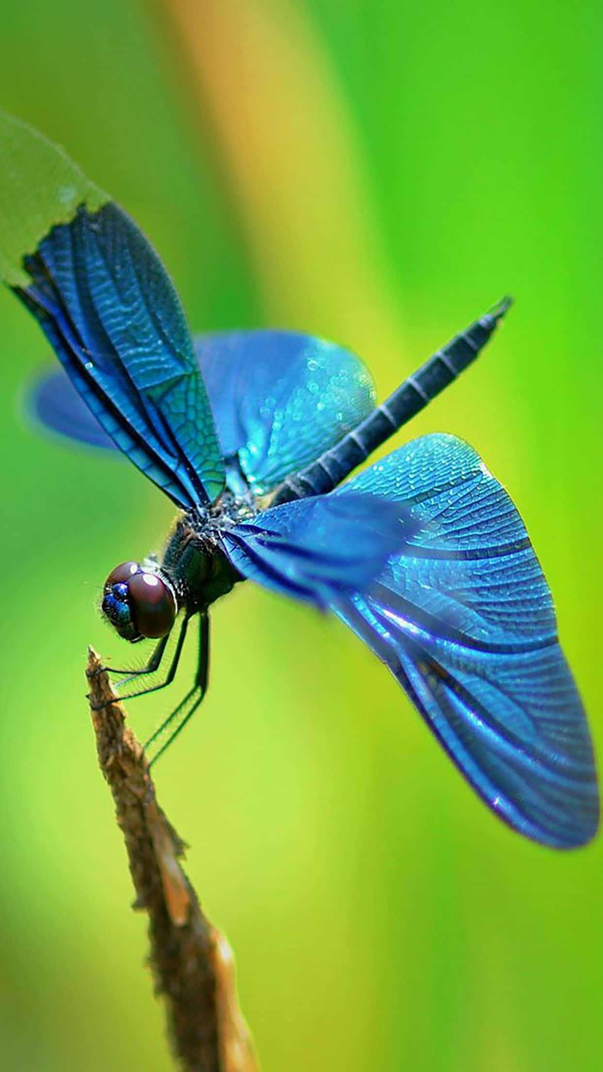 Blue Dragonfly 桌布 壁紙 — 一隻充滿活力的藍色蜻蜓，輕輕地停在一根樹枝上，背景是柔和的綠色模糊效果。
