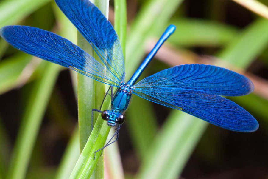Blue Dragonfly 桌布 壁紙 — 一隻充滿活力的藍色蜻蜓輕輕停在一根綠色草葉上，翅膀的複雜脈絡清晰可見。