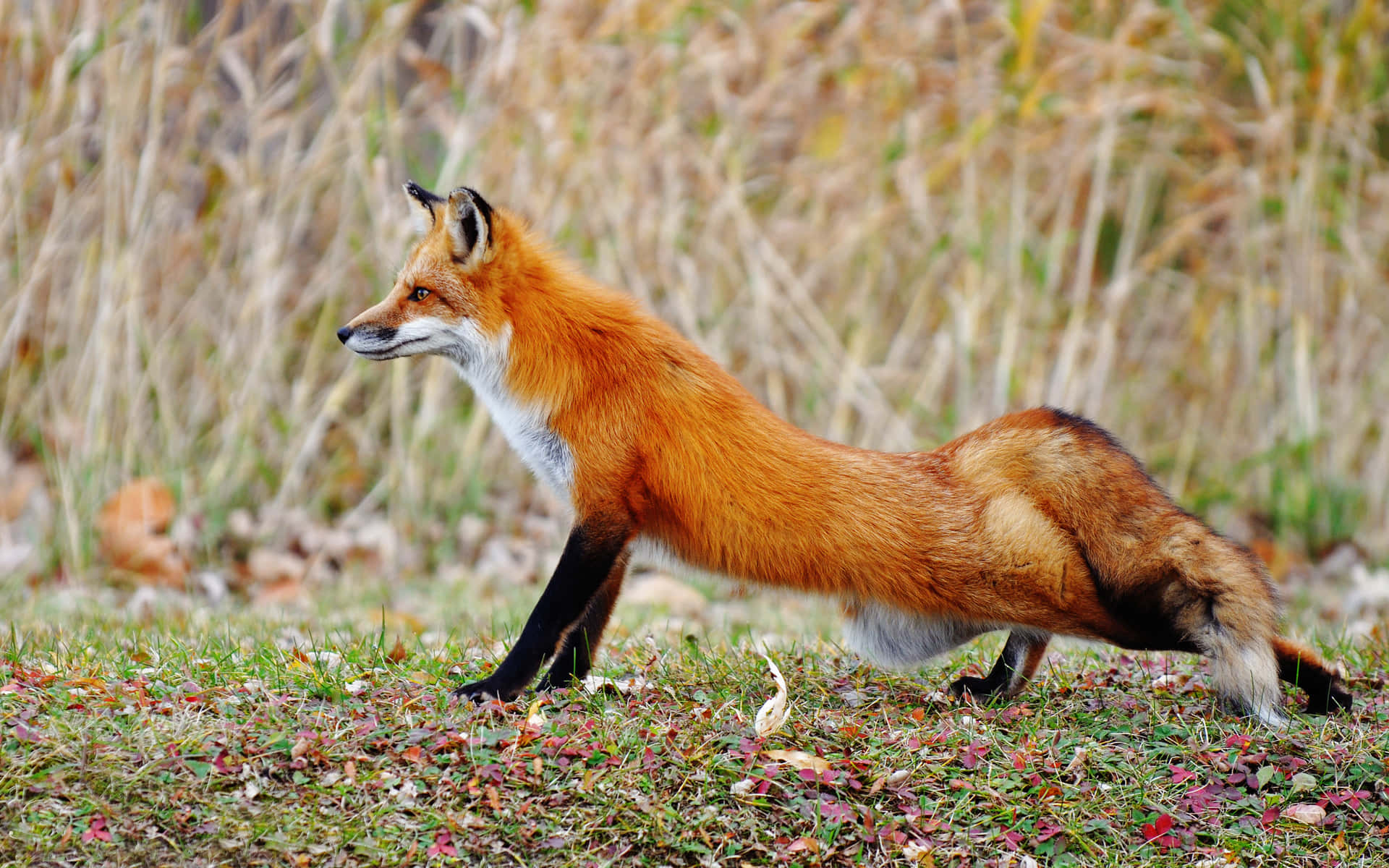 Brown Fox 桌布 壁紙 — 一隻充滿活力的赤狐在柔和的日光下，優雅地穿過點綴著落葉的秋草。