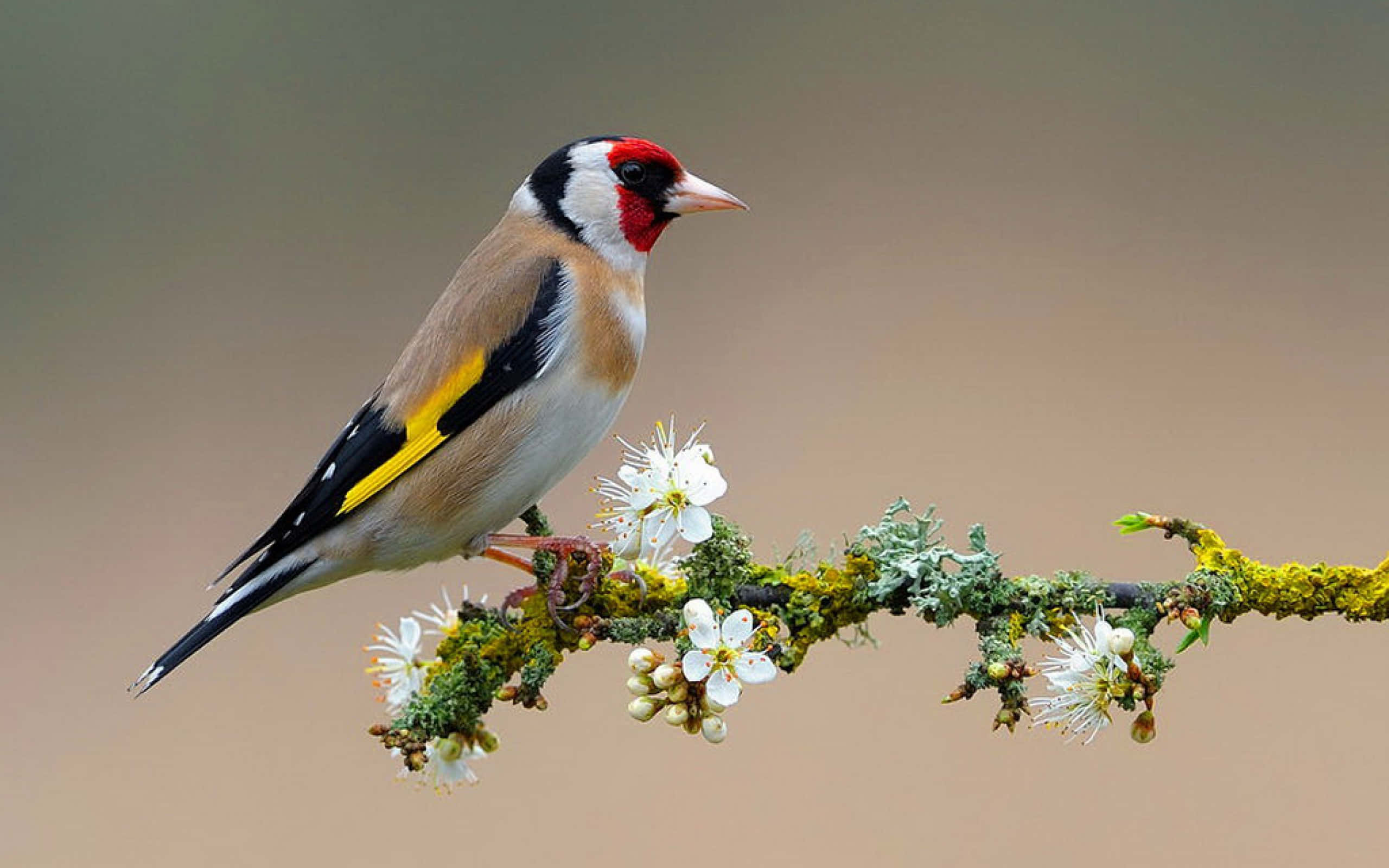 Beautiful Birds 桌布 壁紙 — 一隻充滿活力的金翅雀優雅地棲息在長滿苔蘚、點綴著精緻白花的樹枝上。