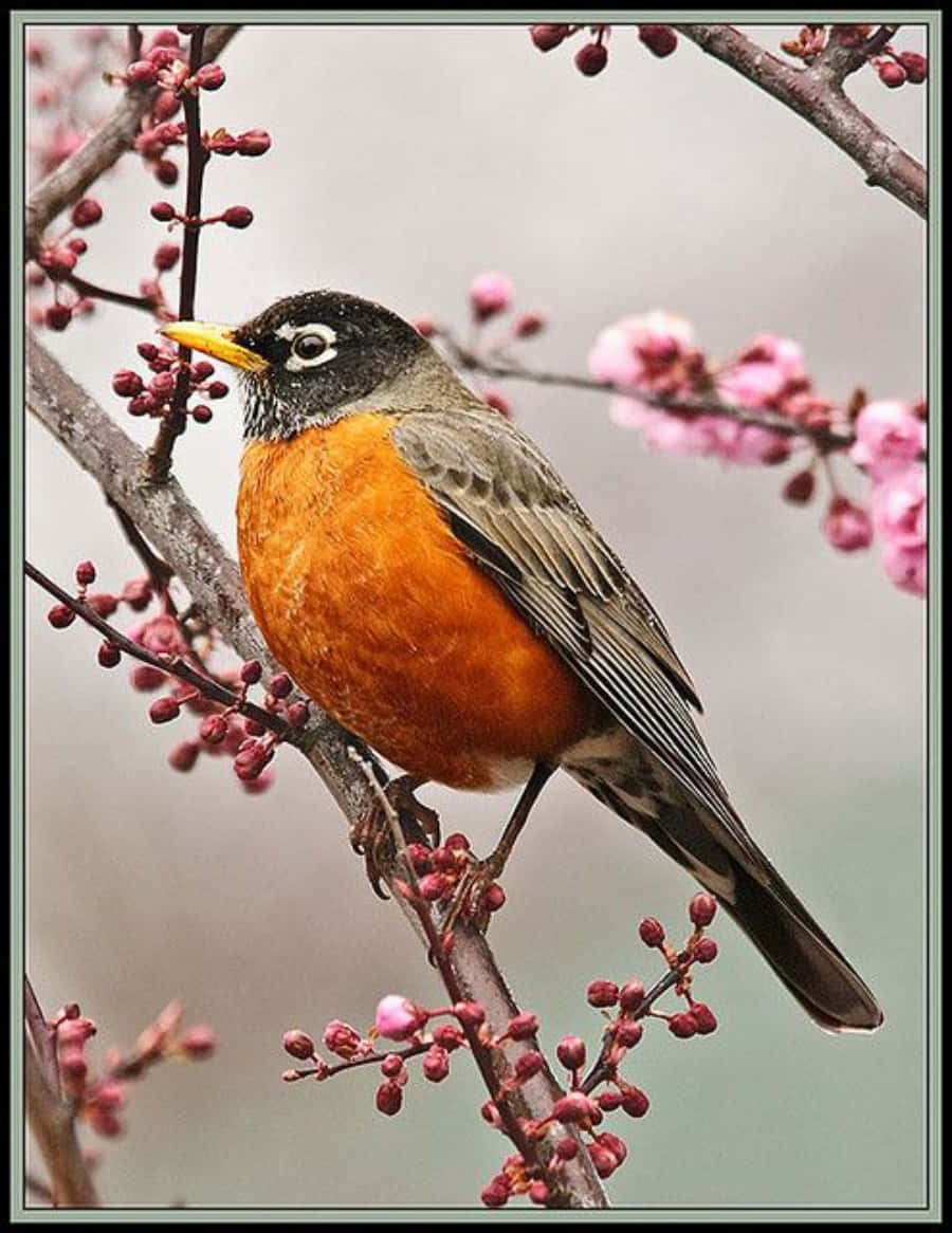 robin 桌布 壁紙 — 一隻充滿活力的雄性知更鳥棲息在點綴著粉紅色花朵和花蕾的樹枝上，背景柔和模糊。