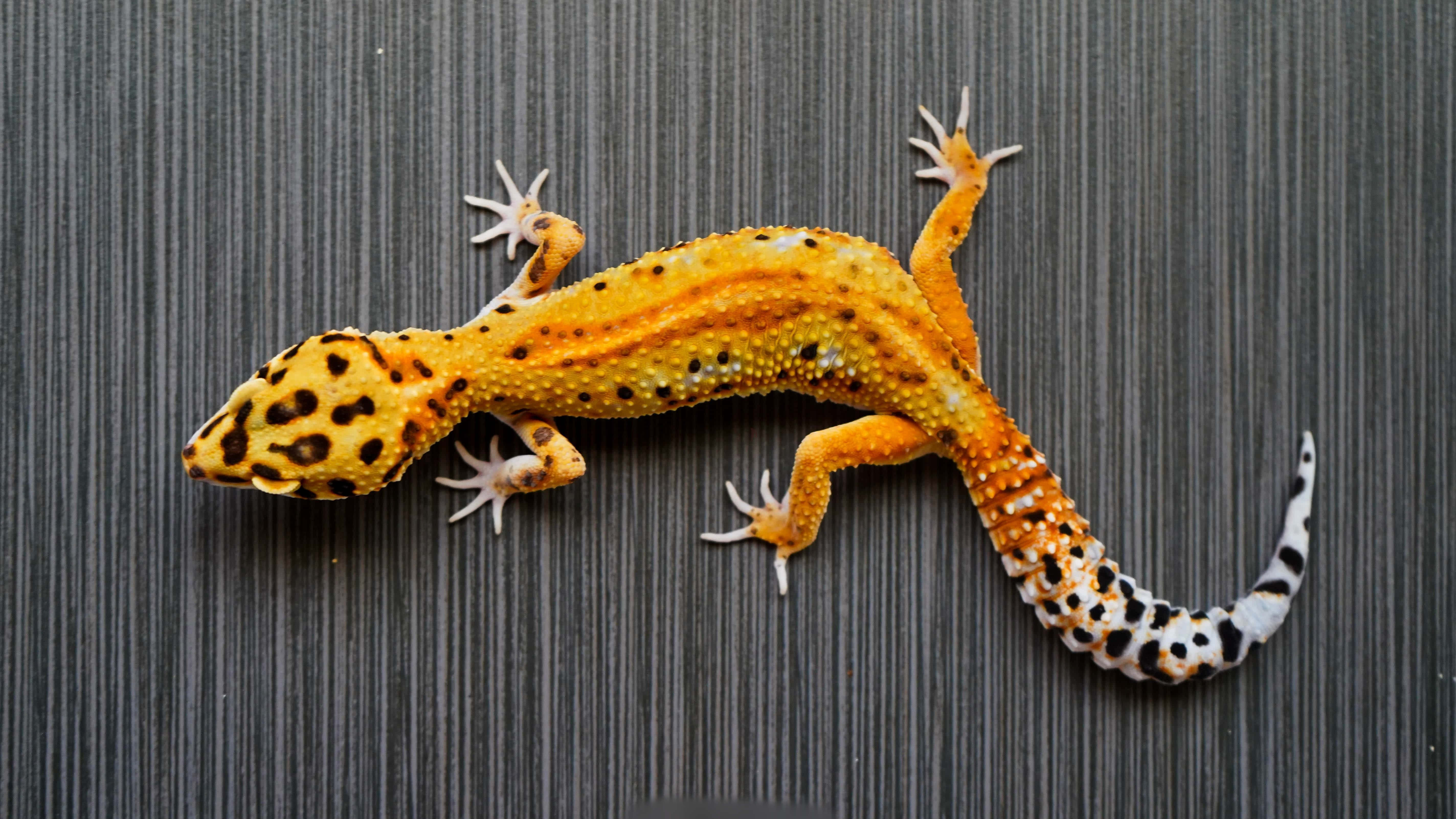gecko 桌布 壁紙 — 一隻充滿活力的黃色豹紋守宮，帶有黑色斑點和白色尖端腳趾，棲息在灰色紋理表面上。