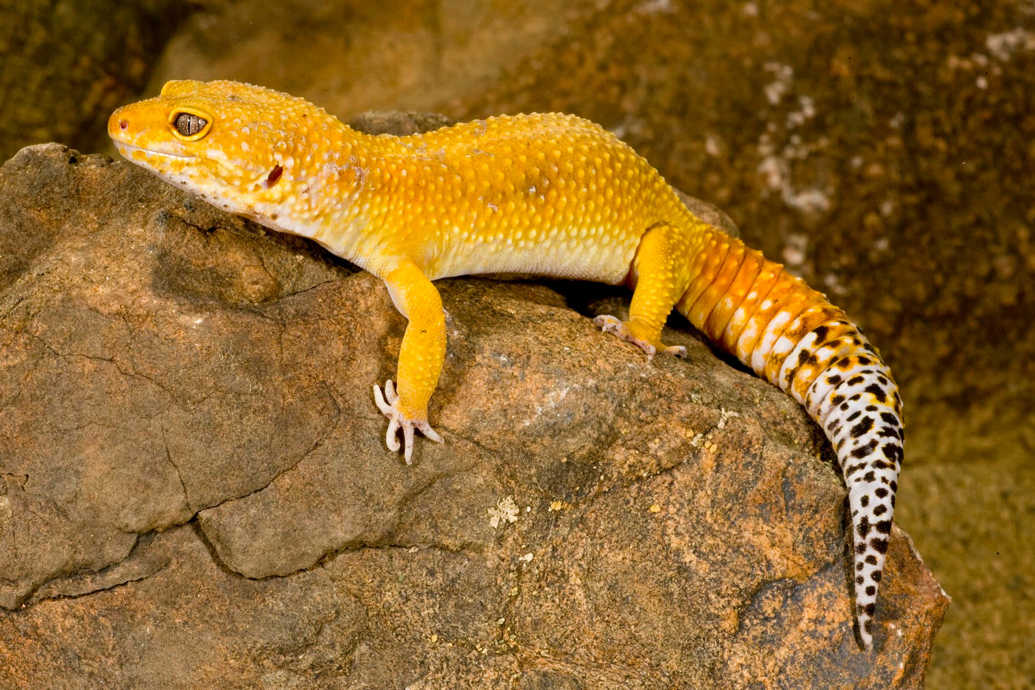 gecko 桌布 壁紙 — 一隻充滿活力的黃色豹紋守宮，帶有斑點尾巴，警覺地棲息在紋理豐富的棕色岩石上。