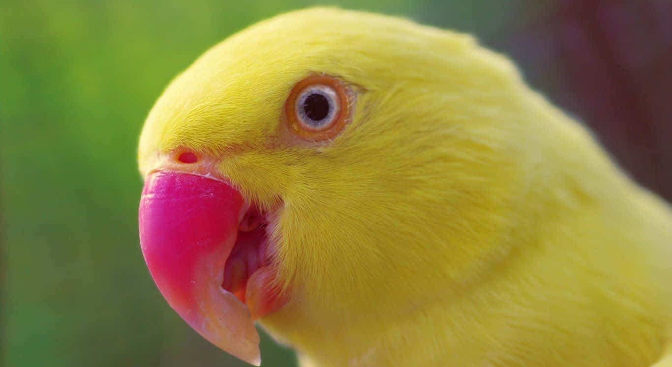 parrot 桌布 壁紙 — 一隻充滿活力的黃色鸚鵡特寫，擁有亮粉紅色的喙和橙色邊緣的眼睛，背景是模糊的綠色。