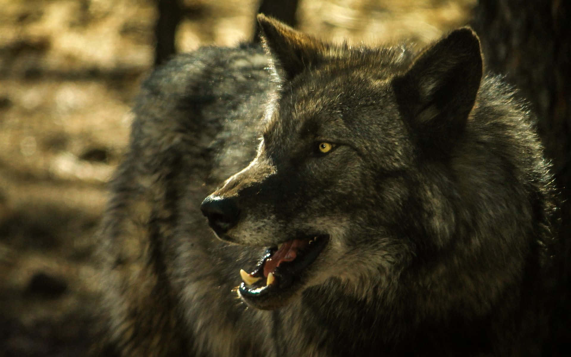 Gray Wolf 桌布 壁紙 — 一隻兇猛的灰狼，擁有發光的黃色眼睛，在沐浴著金色陽光的森林中露出牙齒。