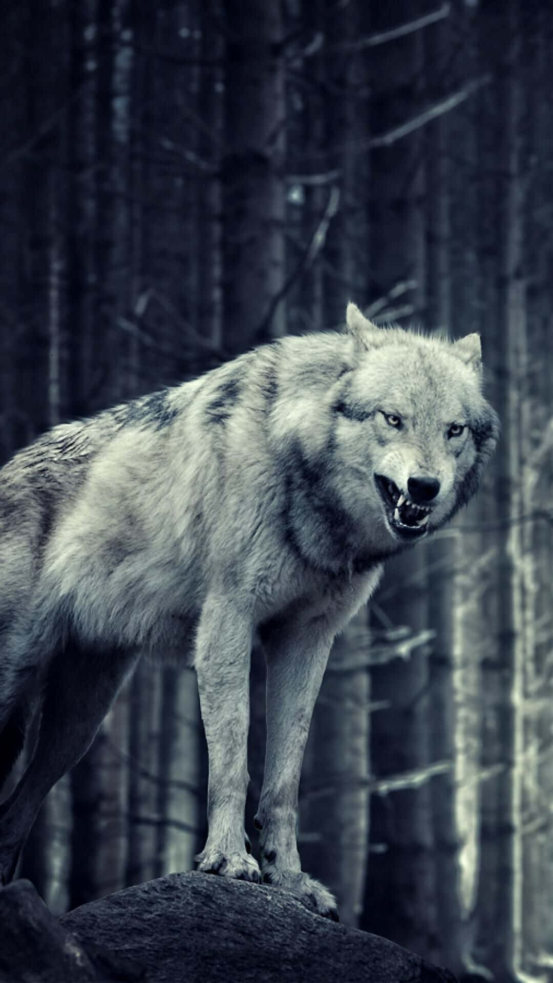 Angry Wolf 桌布 壁紙 — 一隻兇猛的灰狼站在黑暗森林中的岩石上，在憂鬱的藍色調下齜牙咧嘴，眼睛發光。