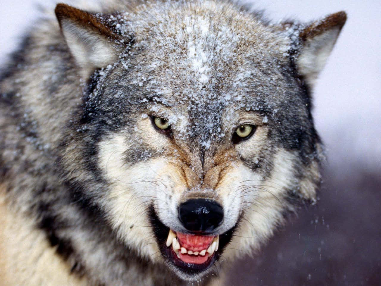 Gray Wolf 桌布 壁紙 — 一隻兇猛的狼，毛皮上沾滿雪花，露出牙齒，在雪景背景下強烈地凝視著。