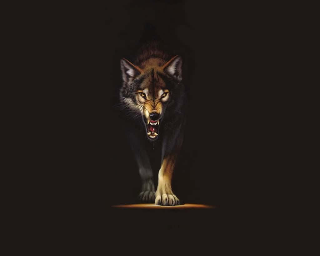 Red Wolf 桌布 壁紙 — 一隻兇猛的狼，眼睛發光，露出牙齒，在聚光燈下從黑暗中向前撲出。