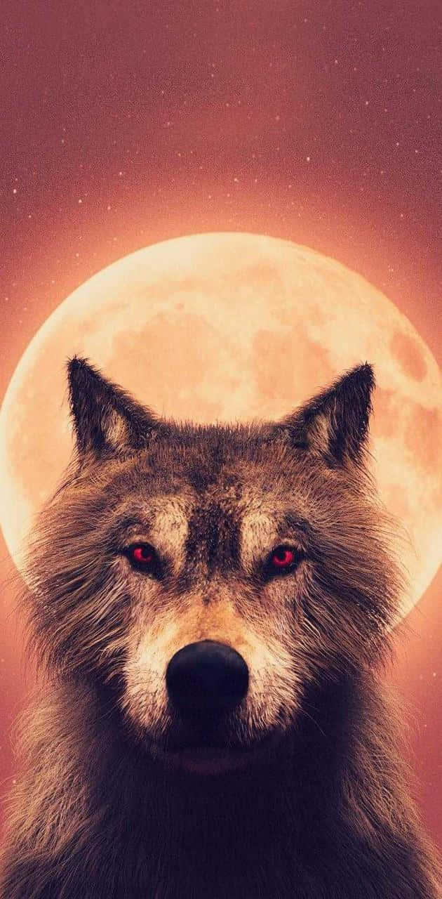 Wolf In Sunset 桌布 壁紙 — 一隻兇猛的狼，眼睛發出紅光，在巨大的橙色月亮和星空背景下向前凝視。
