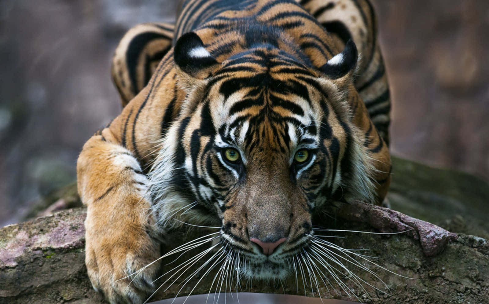 Wildlife Conservation 桌布 壁紙 — 一隻兇猛的老虎，帶有醒目的橙色條紋和銳利的綠色眼睛，從長滿苔蘚的岩石頂上凝視著。