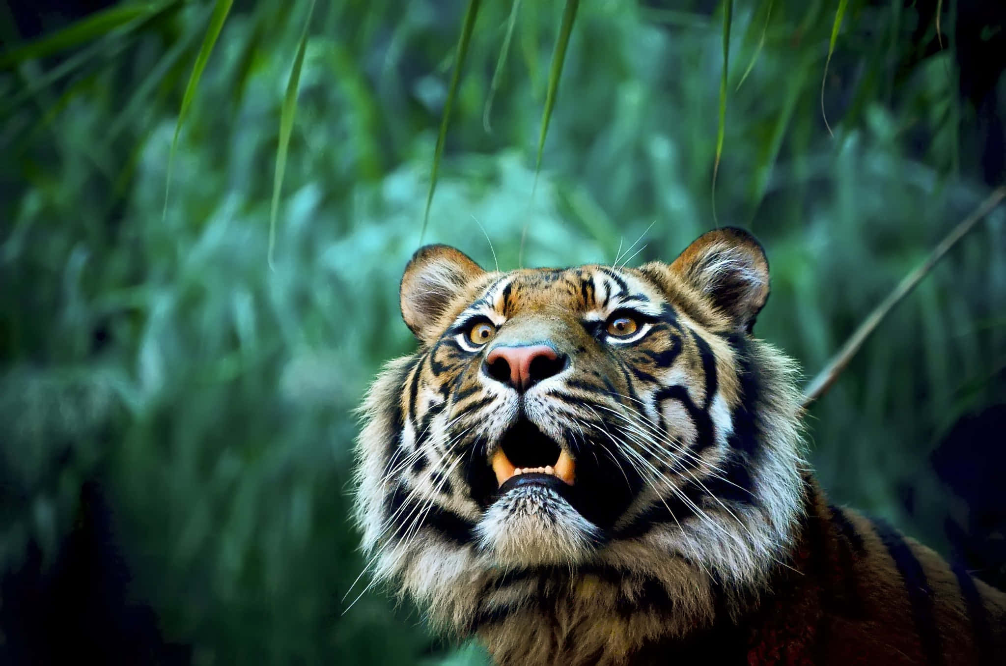 Wild Animals 桌布 壁紙 — 一隻兇猛的老虎在茂密的叢林環境中，張開利齒咆哮。