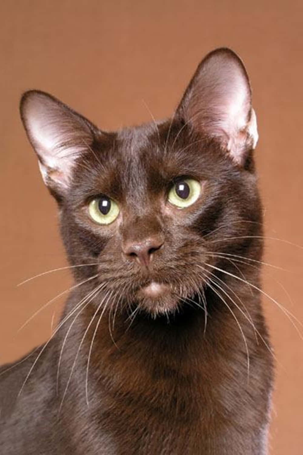 Havana Brown Cat 桌布 壁紙 — 一隻光滑嘅朱古力色貓咪嘅特寫肖像，擁有搶眼嘅綠色眼睛，背景係溫暖嘅棕色。