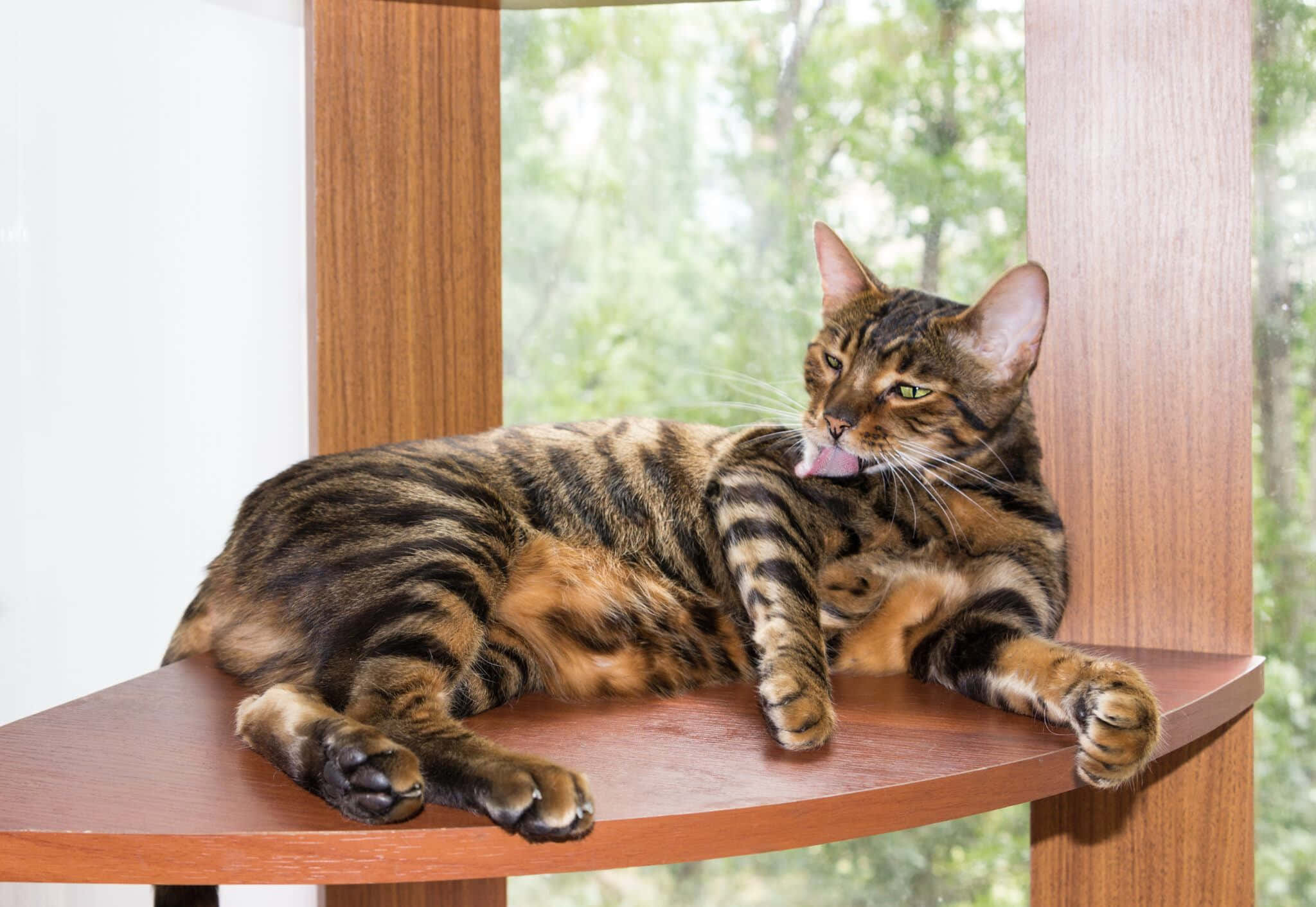 Toyger 桌布 壁紙 — 一隻光滑嘅棕色虎斑貓喺窗邊嘅木棲架上休息，用粉紅色嘅舌頭梳理自己。
