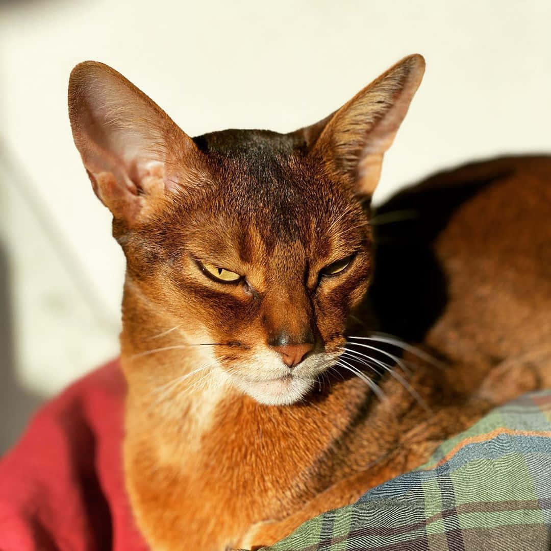 Abyssinian 桌布 壁紙 — 一隻光滑嘅棕色阿比西尼亞貓，擁有搶眼嘅黃色眼睛，喺格仔毯上放鬆嘅特寫。
