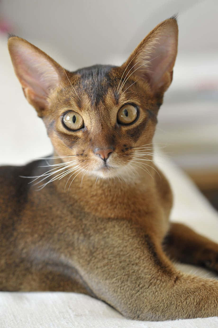 Abyssinian 桌布 壁紙 — 一隻光滑嘅棕色阿比西尼亞貓嘅特寫，佢有引人注目嘅綠色眼睛，直視鏡頭。