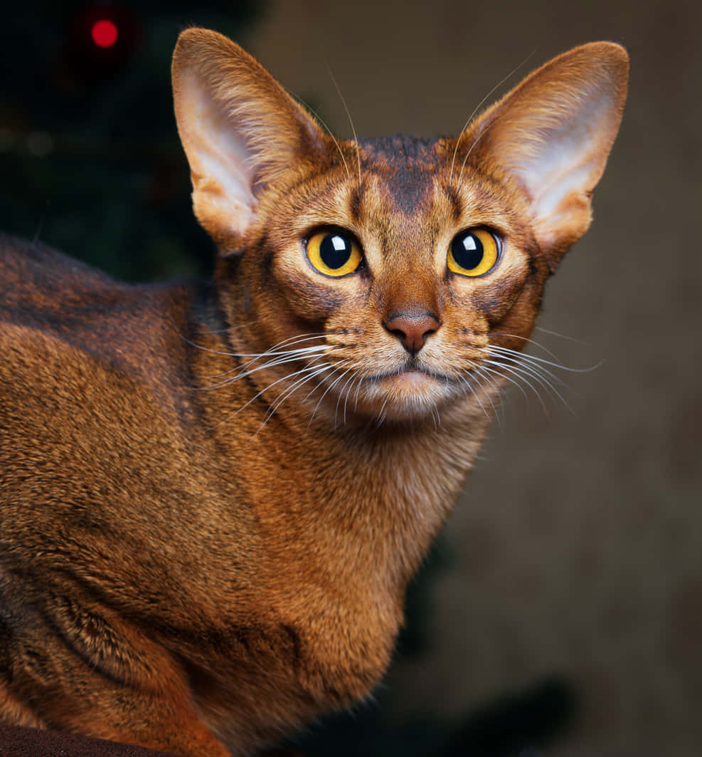 Abyssinian 桌布 壁紙 — 一隻光滑嘅棕色阿比西尼亞貓嘅特寫，佢有搶眼嘅黃色眼睛，正專注咁望住相機。