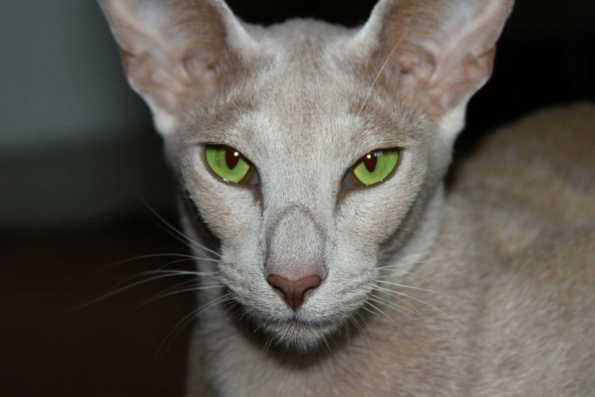 Oriental Shorthair 桌布 壁紙 — 一隻光滑嘅淺灰色貓咪特寫，擁有引人注目嘅綠色眼睛，喺昏暗嘅環境中專注咁望住鏡頭。