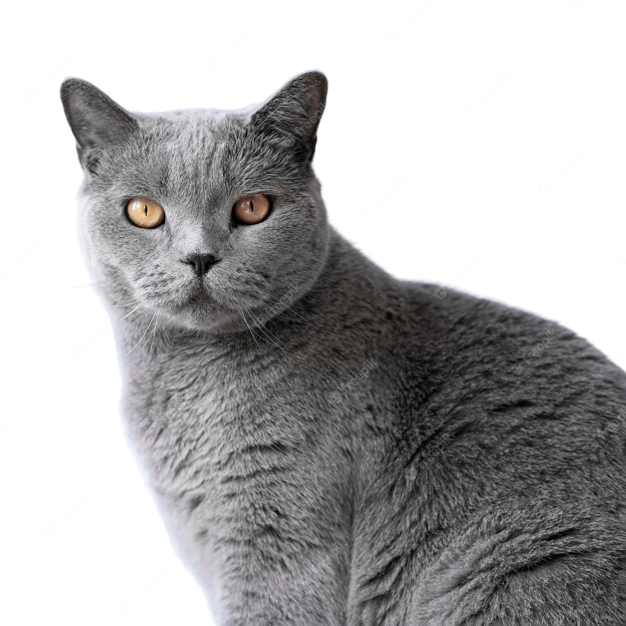 Beautiful Cats 桌布 壁紙 — 一隻光滑嘅灰色英國短毛貓，擁有引人注目嘅琥珀色眼睛，喺純白色背景下直視鏡頭嘅特寫。