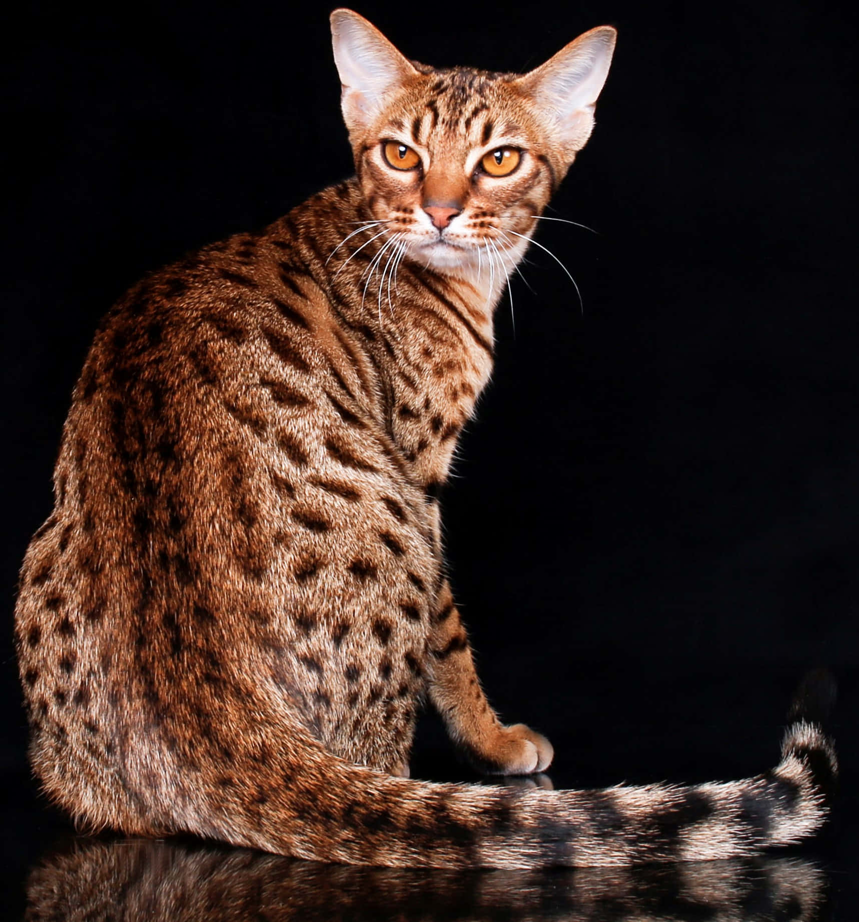 Ocicat 桌布 壁紙 — 一隻光滑斑點貓咪，琥珀色眼睛，端坐在反射表面上，襯托著純黑背景。