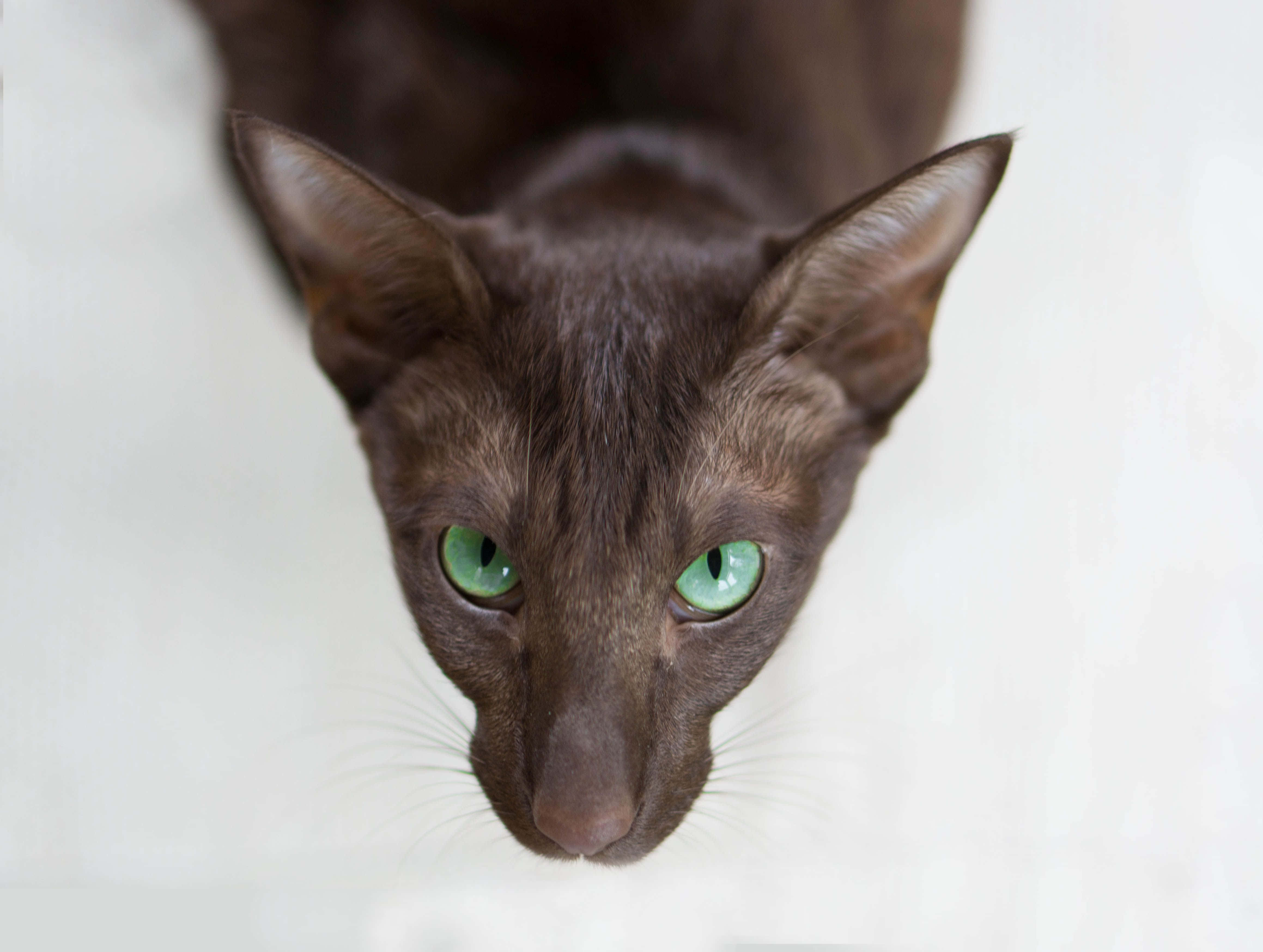 Oriental Shorthair 桌布 壁紙 — 一隻光滑深棕色貓咪的特寫，擁有引人注目的綠色眼睛，在柔和的白色背景上向上凝視。