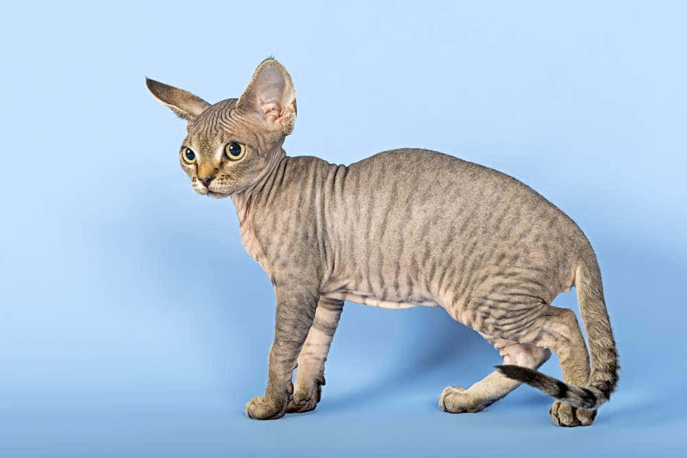 Devon Rex 桌布 壁紙 — 一隻光滑無毛、大耳且眼睛引人注目的貓咪，在柔和的藍色攝影棚背景下站立。