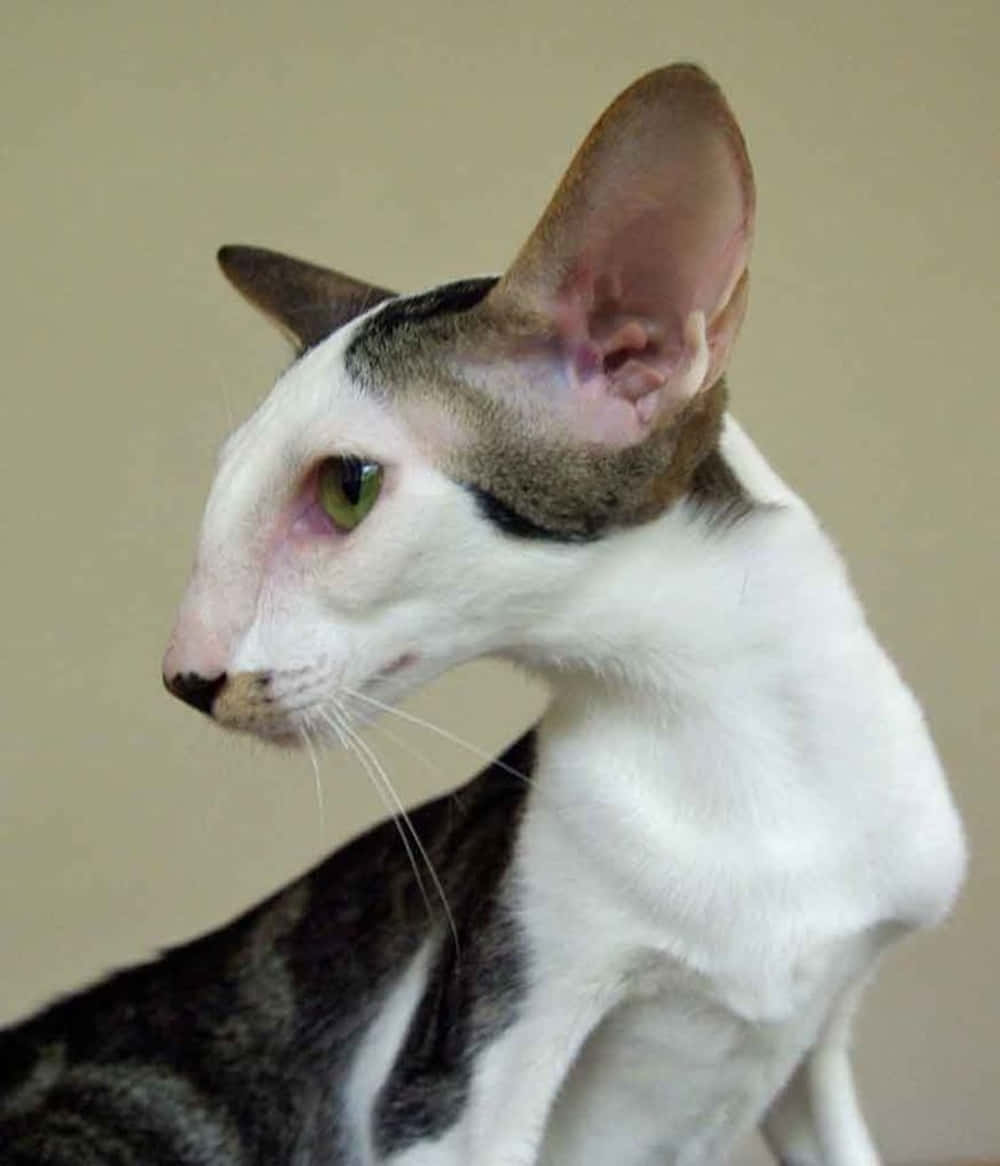 Oriental Shorthair 桌布 壁紙 — 一隻光滑無毛、大耳綠眼的貓咪，在純米色背景上側視的特寫。