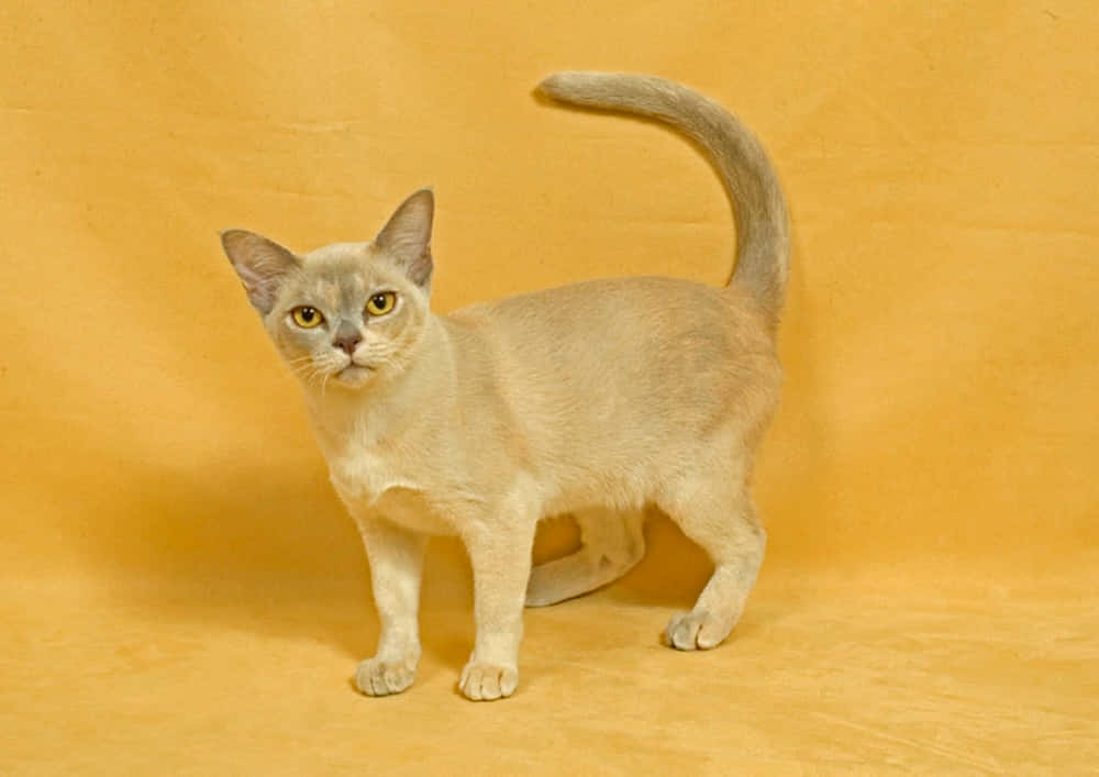 Thai Lilac Cat 桌布 壁紙 — 一隻光滑的奶油色貓咪，有著引人注目的黃色眼睛，站在純芥末黃背景前。