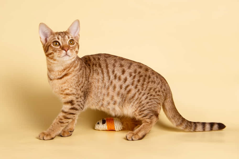 Ocicat 桌布 壁紙 — 一隻光滑的斑點貓在純奶油色背景上警覺地站在毛線老鼠旁邊。