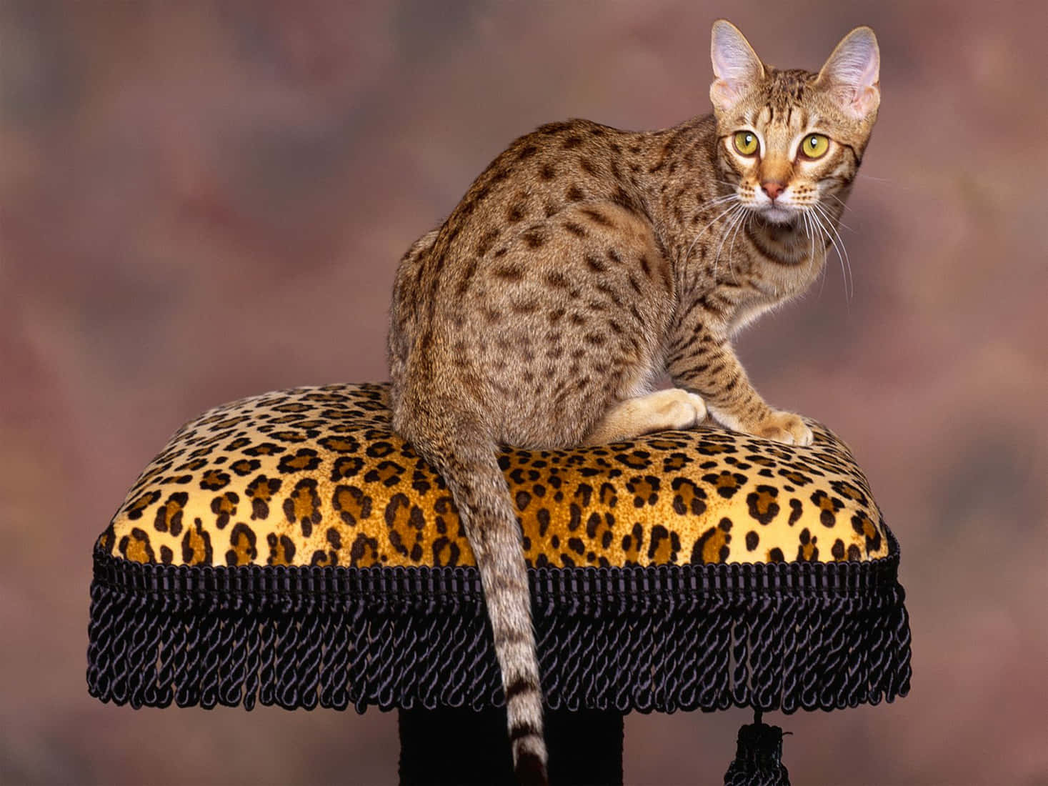 Ocicat 桌布 壁紙 — 一隻光滑的斑點貓高貴地棲息在帶有黑色流蘇的豹紋軟凳上，背景柔和模糊。