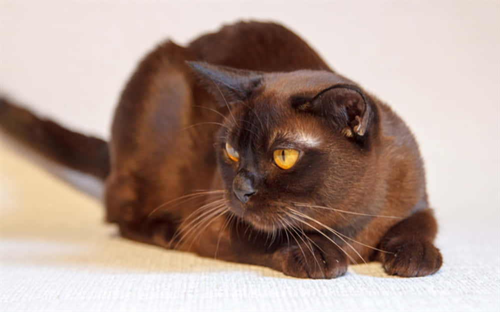 Havana Brown Cat 桌布 壁紙 — 一隻光滑的朱古力棕色貓咪，擁有引人注目的琥珀色眼睛，優雅地躺臥在柔軟的質感表面上。
