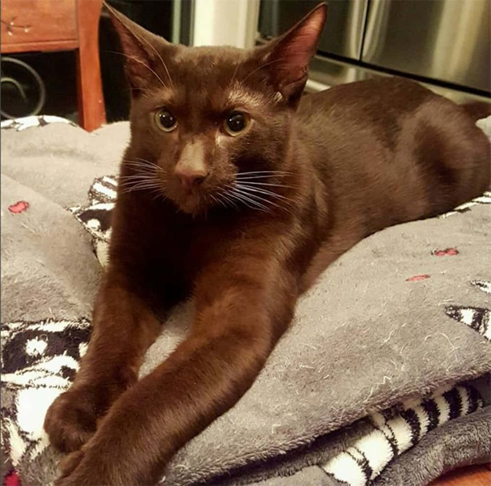 Havana Brown Cat 桌布 壁紙 — 一隻光滑的朱古力色貓咪在舒適的室內環境中，威風凜凜地躺在一張有圖案的灰色毯子上。