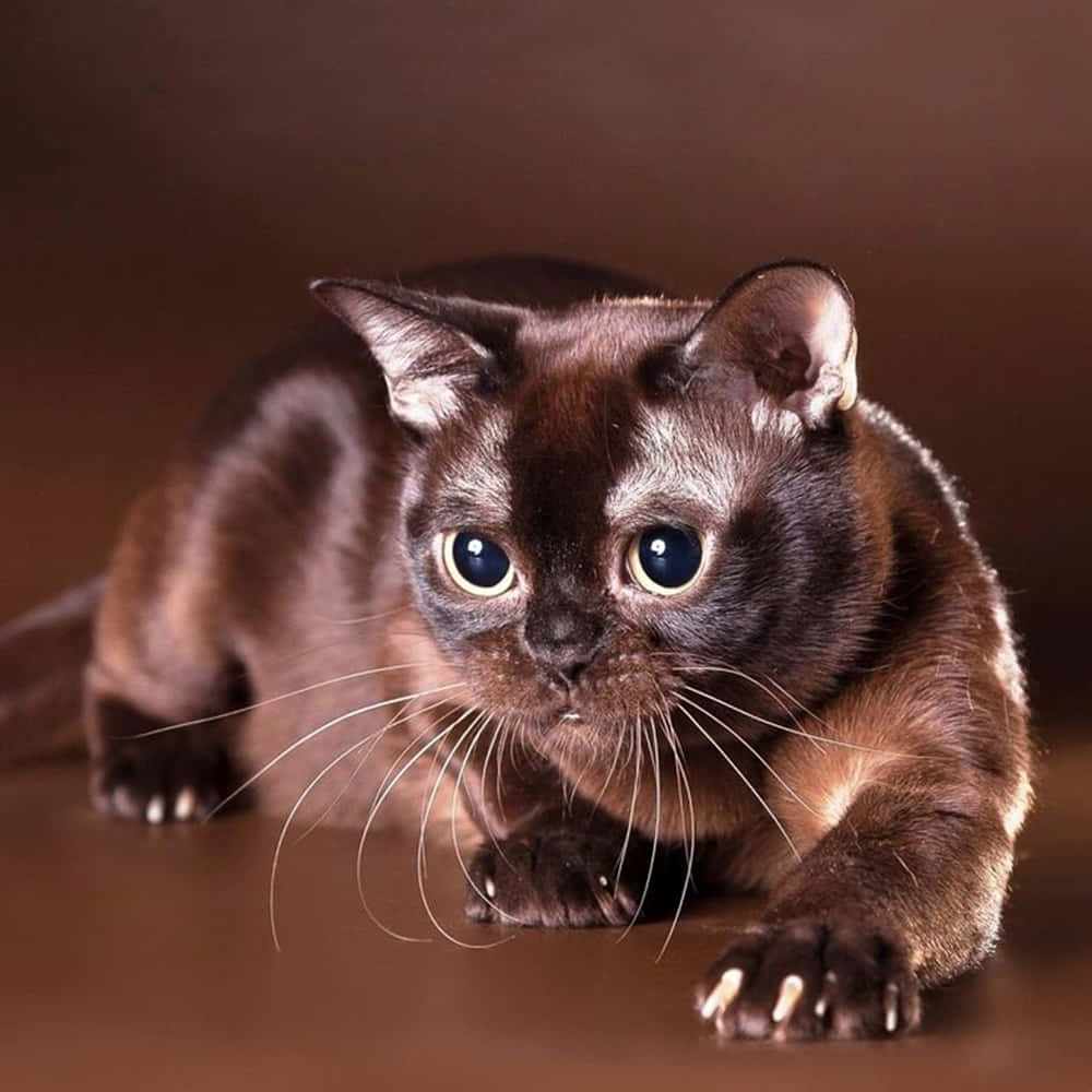 Burmese Cat 桌布 壁紙 — 一隻光滑的朱古力貓咪，擁有引人注目的藍色眼睛，低伏在溫暖的棕色表面上，警覺地準備就緒。
