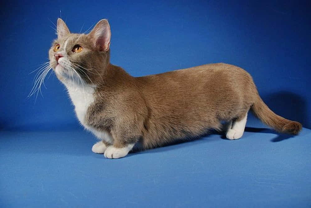 Munchkin Cat 桌布 壁紙 — 一隻光滑的棕白貓咪，琥珀色眼睛，在純藍色攝影棚背景下警覺地站立。