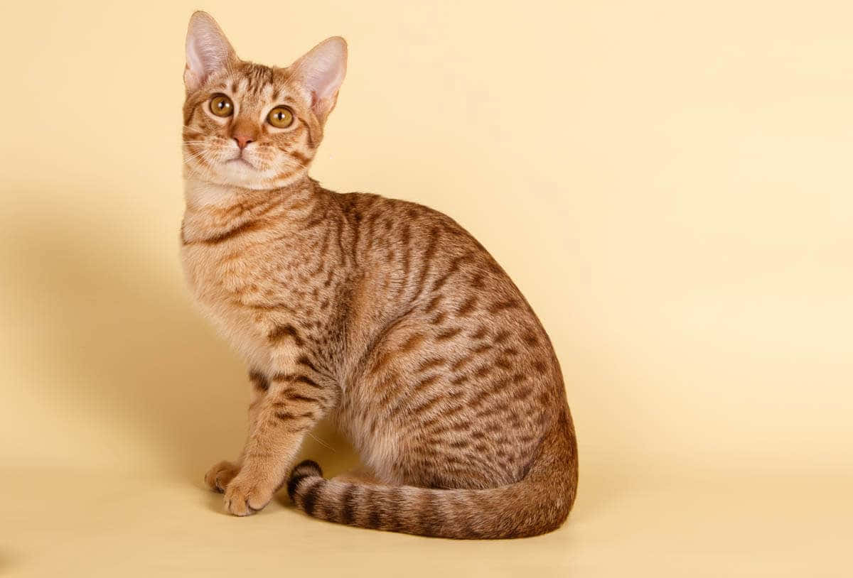 Ocicat 桌布 壁紙 — 一隻光滑的棕色虎斑貓，擁有引人注目的琥珀色眼睛，在柔和的米色工作室背景前優雅地坐著。