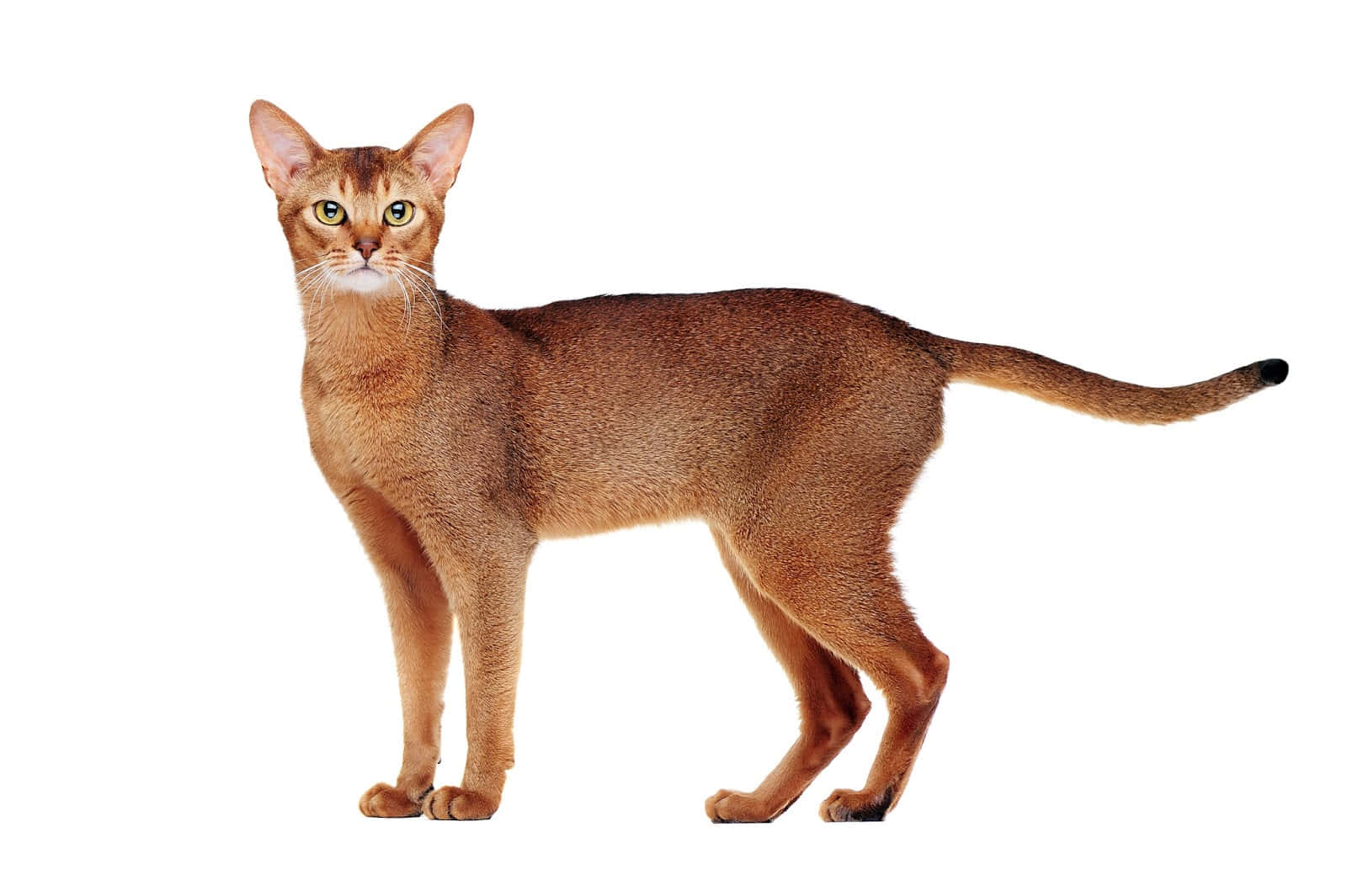 Abyssinian 桌布 壁紙 — 一隻光滑的棕色阿比西尼亞貓在純白色背景上警覺地站立，擁有明亮的綠色眼睛。