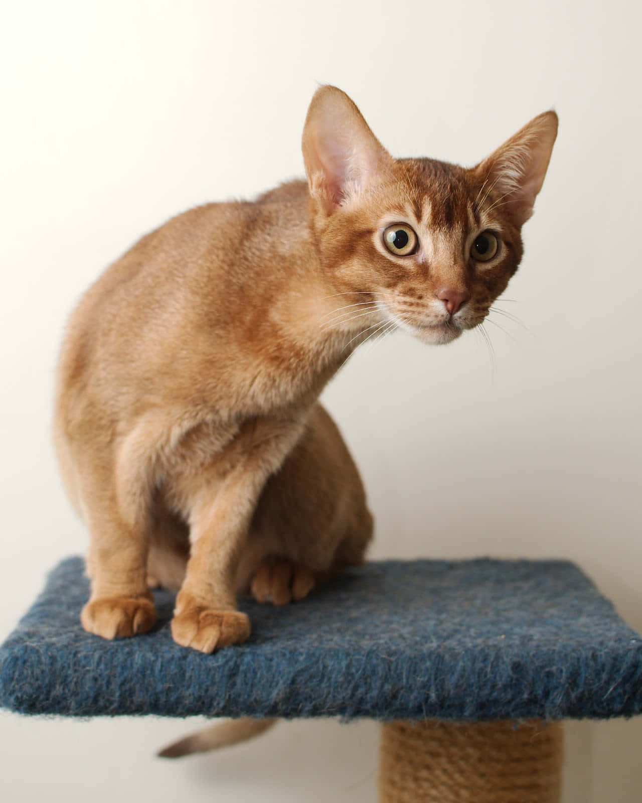Abyssinian 桌布 壁紙 — 一隻光滑的棕色阿比西尼亞貓警覺地棲息在藍色紋理貓樹平台上，背景是純白牆壁。