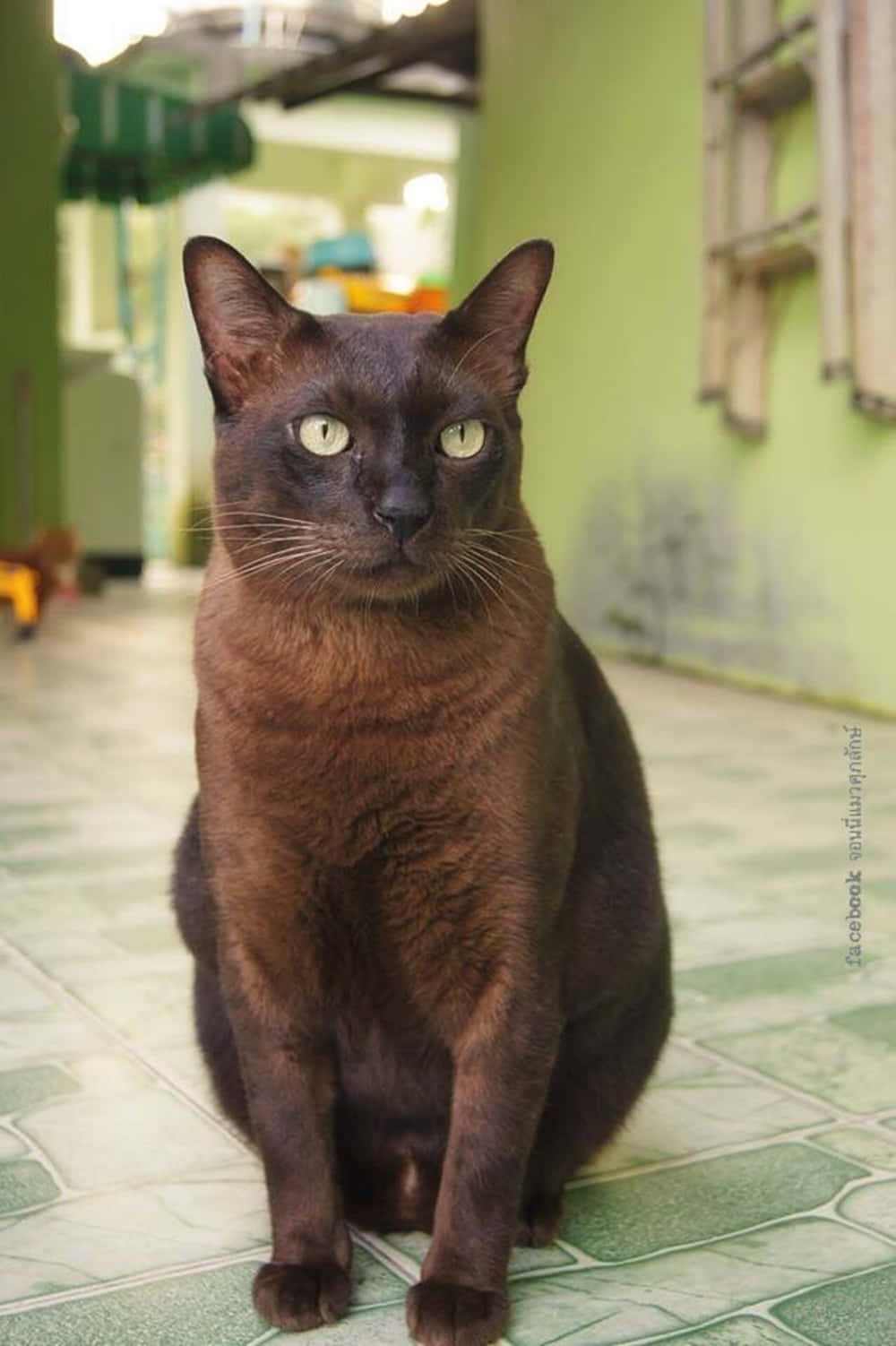 Havana Brown Cat 桌布 壁紙 — 一隻光滑的深棕色貓咪，擁有引人注目的綠色眼睛，警覺地坐在光線柔和的室內走廊的綠色瓷磚地板上。