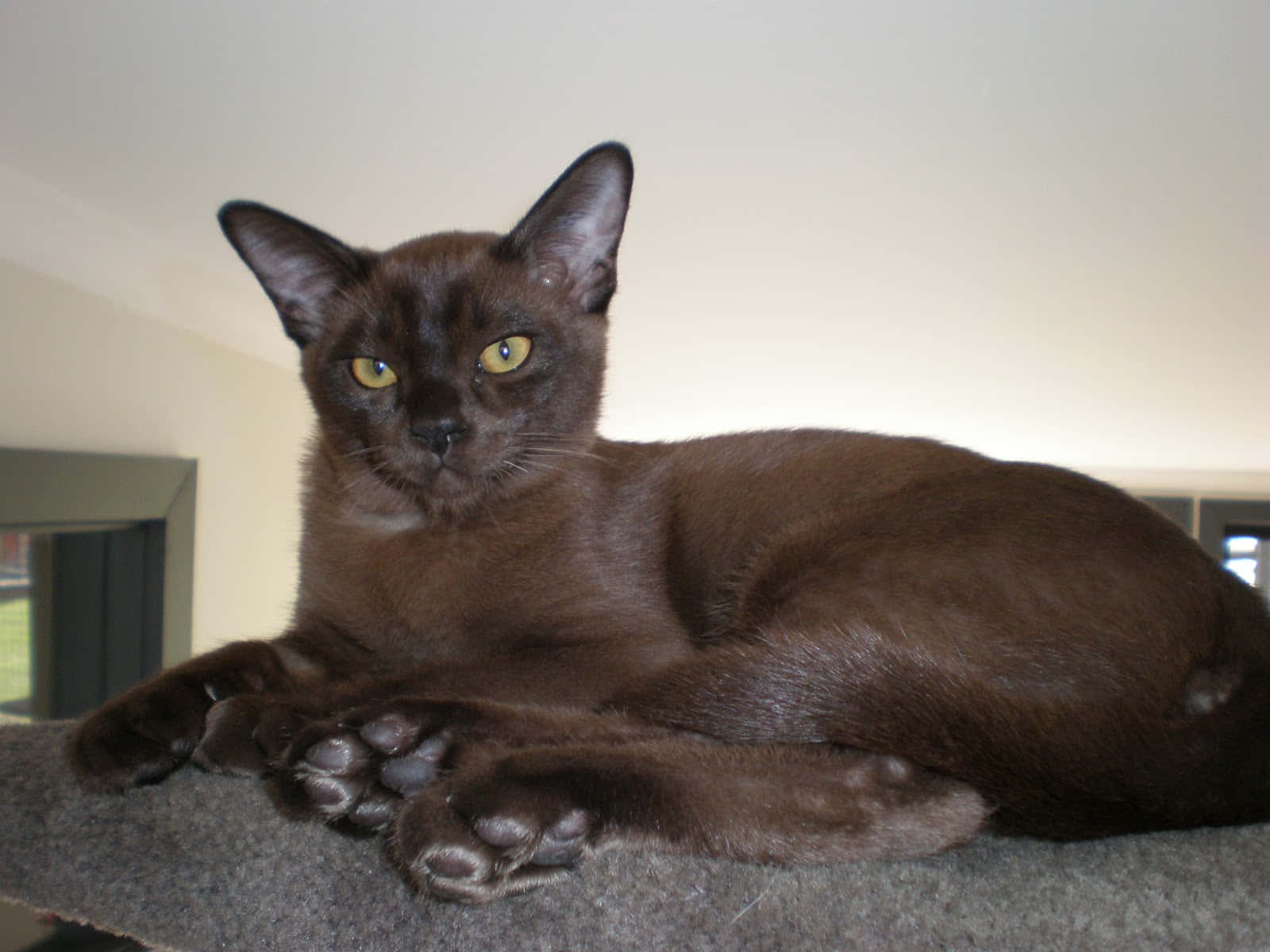 Burmese Cat 桌布 壁紙 — 一隻光滑的深棕色貓咪，有著引人注目的黃色眼睛，在室內的灰色地毯棲木上威風凜凜地休息。