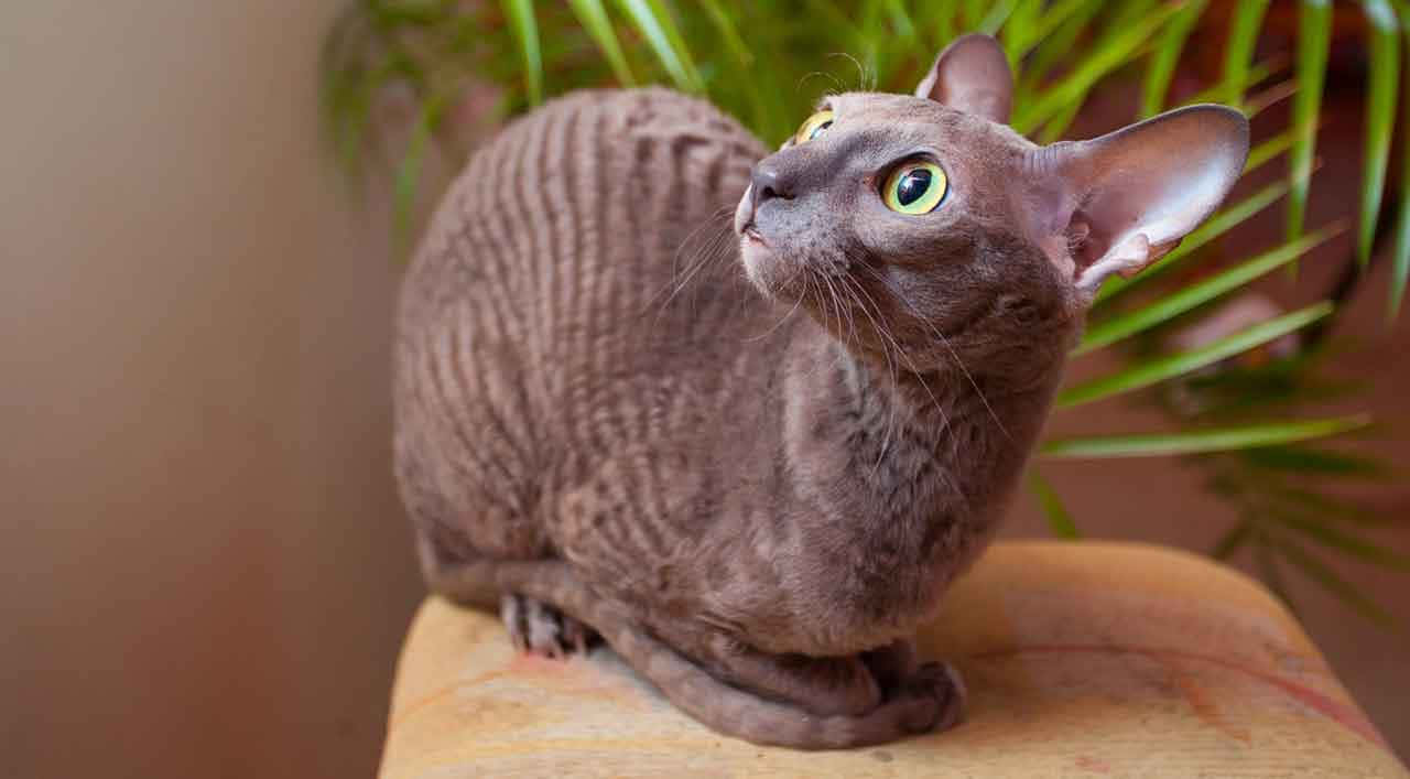 Cornish Rex 桌布 壁紙 — 一隻光滑的灰色德文帝王貓，有大耳朵和綠色眼睛，警覺地坐在木質表面上，靠近綠色植物。