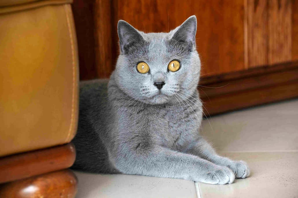 Chartreux 桌布 壁紙 — 一隻光滑的灰色英國短毛貓，擁有引人注目的金色眼睛，平靜地躺在瓷磚地板上，旁邊是一個木櫃。