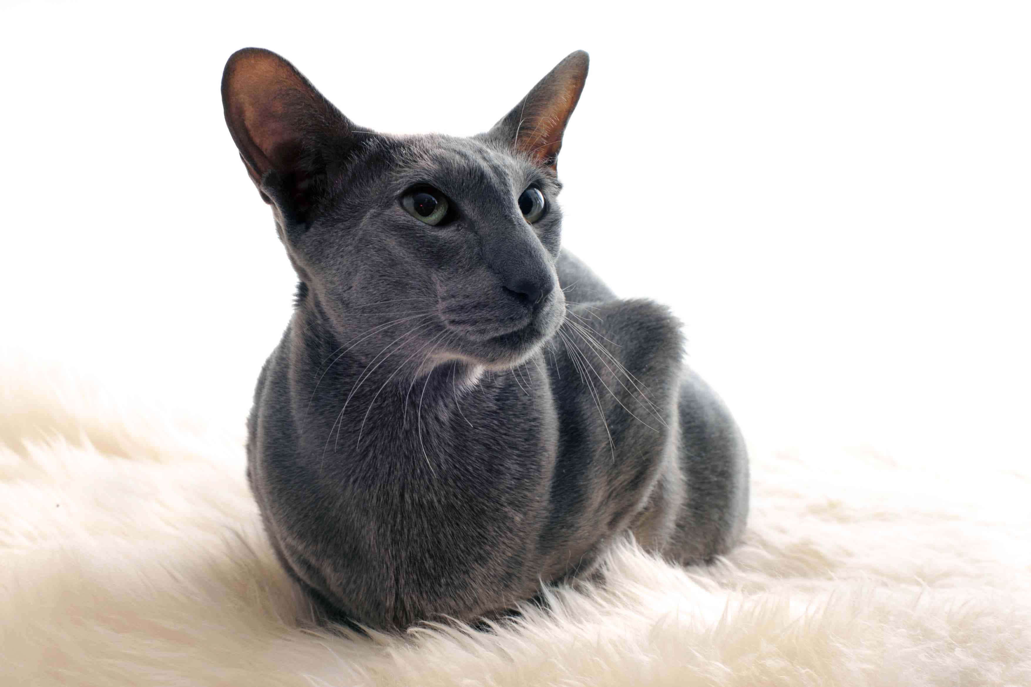 Oriental Shorthair 桌布 壁紙 — 一隻光滑的灰色貓咪，有著大耳朵和綠色眼睛，優雅地躺在一張蓬鬆的白色地毯上，背景是明亮的白色。